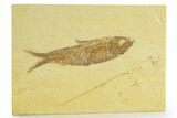 Detailed Fossil Fish (Knightia) - Wyoming #363783-1